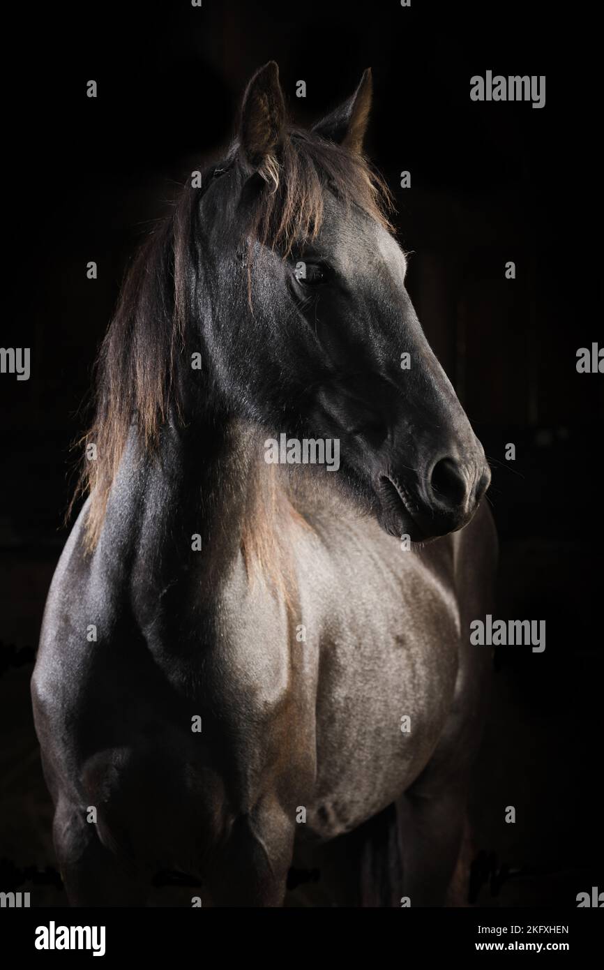 Cheval de Frise en face d'un fond noir Banque D'Images