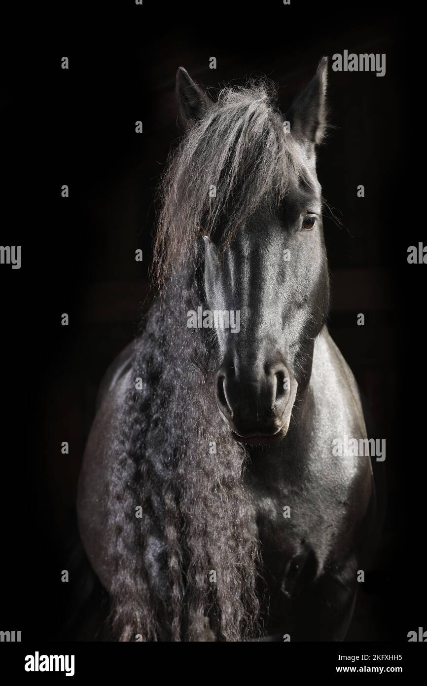 Portrait cheval frison Banque D'Images