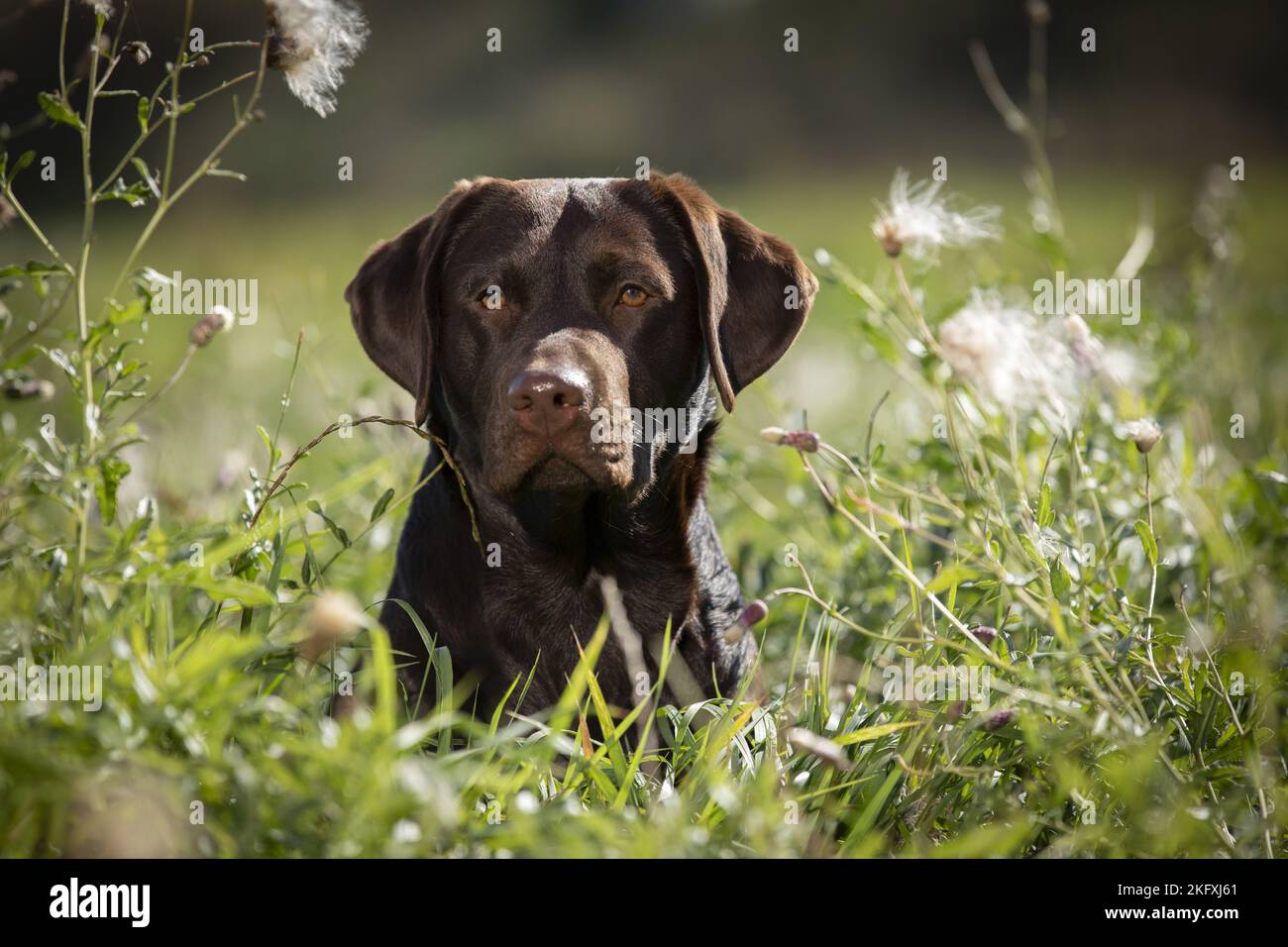 Labrador Retriever portrait Banque D'Images