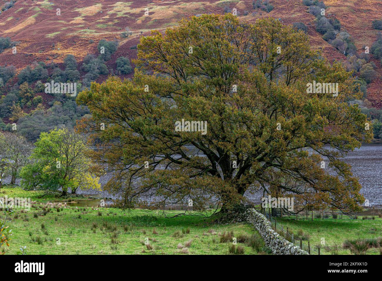 Vue sur l'automne, Loch Lomond, Écosse, Royaume-Uni Banque D'Images