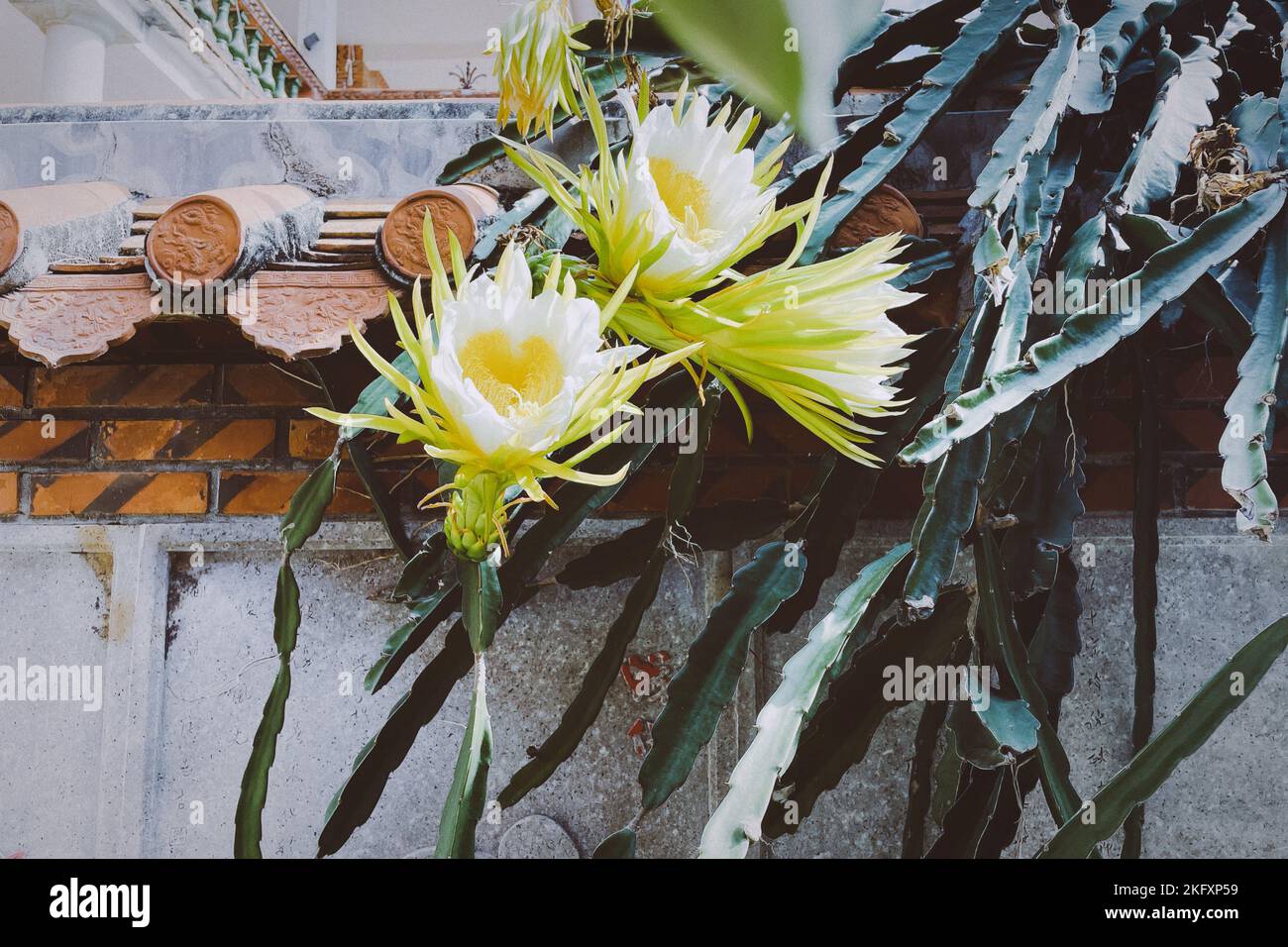 Un gros plan de beau pitahaya à charnues blanches sur un mur dans un jardin Banque D'Images