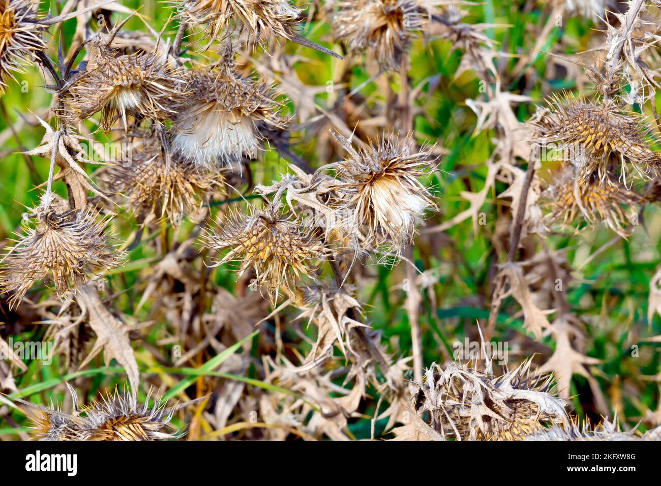 Thistle de lance (cirsium vulgare), gros plan montrant les têtes de semis couchées et les feuilles séchées de la plante commune. Banque D'Images