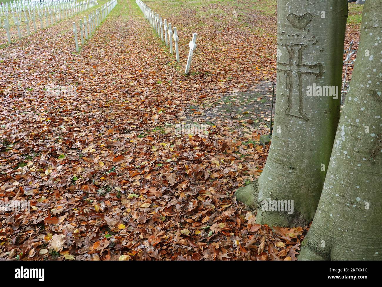 Croix, sculptée dans l'écorce d'un hêtre sur le bord d'un cimetière avec de longues rangées de croix blanches identiques Banque D'Images