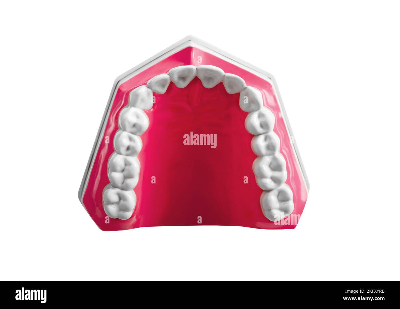 Mâchoire inférieure mandibule avec dents isolées sur fond blanc. Photo de haute qualité Banque D'Images