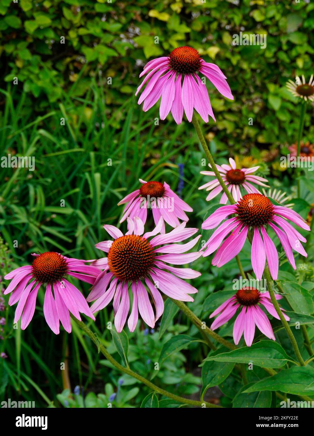 Magnifiques grosses fleurs de conée pourpre ou Echinacea purpurea lors d'une belle journée d'été à Augsbourg, Bavière, Allemagne Banque D'Images