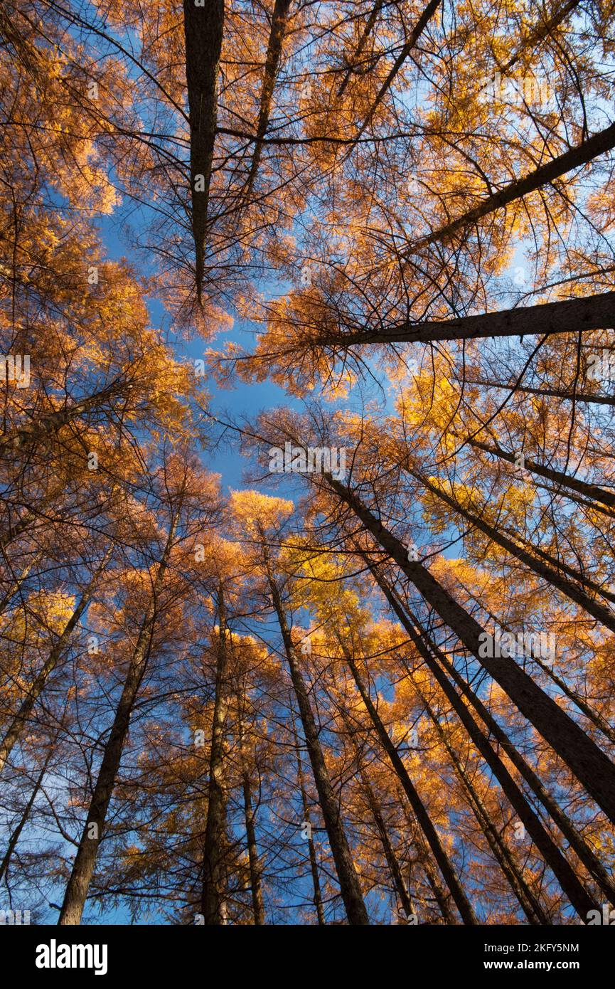 Vue sur un stand de karamatsu (mélèze japonais) le matin d'automne, Matsumoto, Nagano, Japon. Banque D'Images