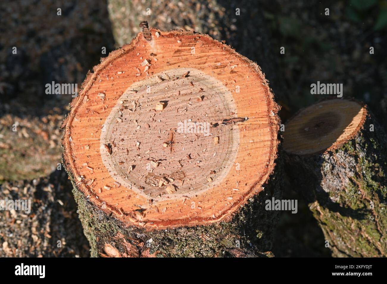 une souche d'arbre coupée. vue d'en haut. sciure de bois sur le dessus de la souche. Banque D'Images