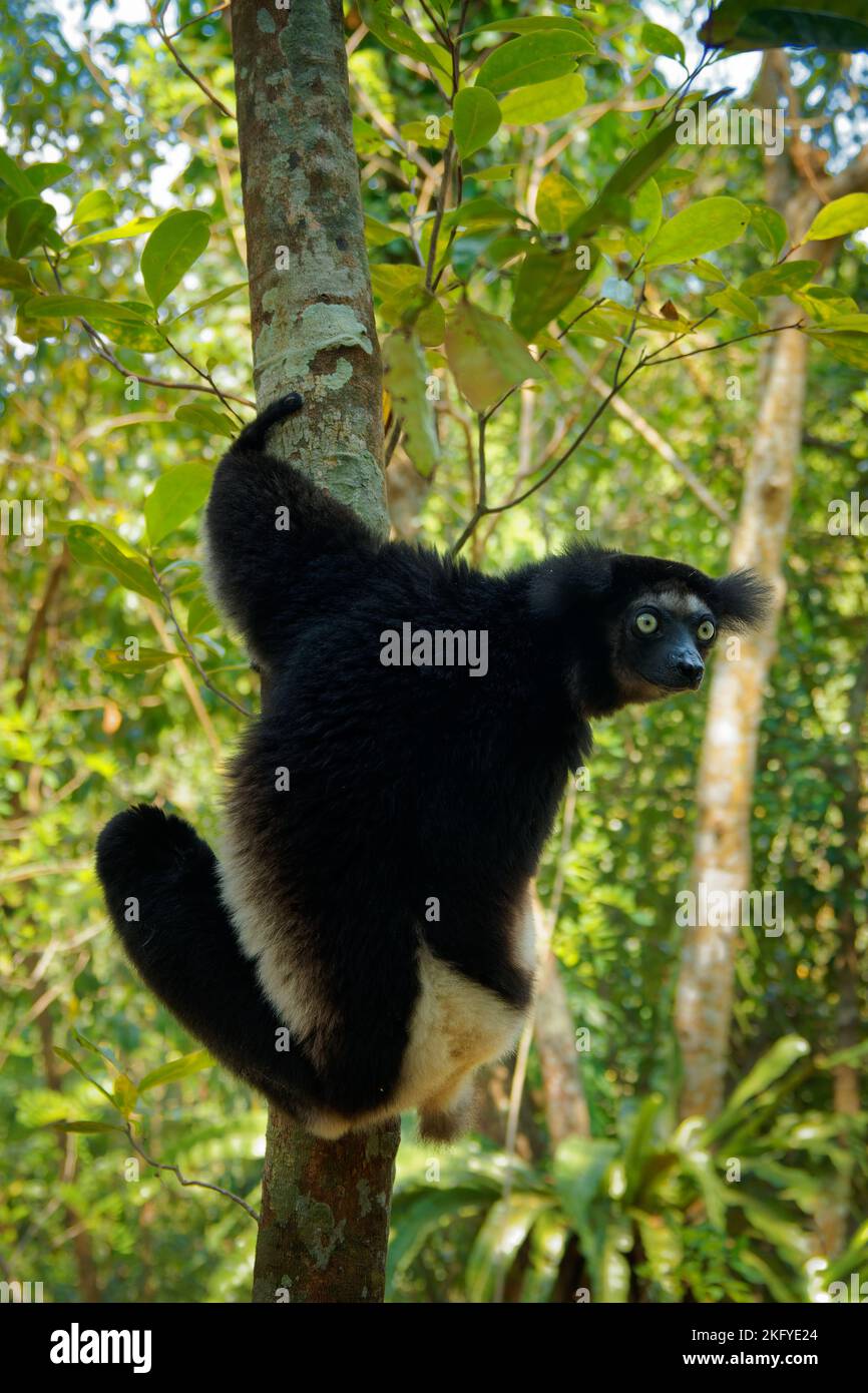 Indri indri - Babakoto le plus grand lémurien de Madagascar a un manteau noir et blanc, escalade ou accrochant, se déplaçant à travers la canopée, herbivore, feedi Banque D'Images