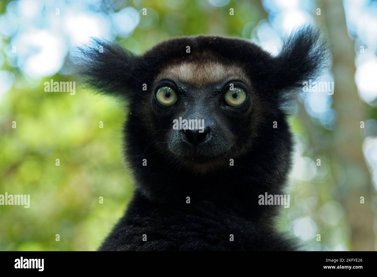 Indri indri - Babakoto le plus grand lémurien de Madagascar a un manteau noir et blanc, escalade ou accrochant, se déplaçant à travers la canopée, herbivore, feedi Banque D'Images