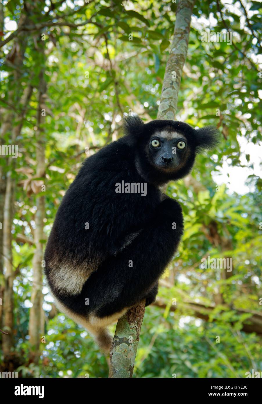 Indri indri - Babakoto le plus grand lémurien de Madagascar a un manteau noir et blanc, escalade ou accrochant, se déplaçant à travers la canopée, herbivore, feedi Banque D'Images