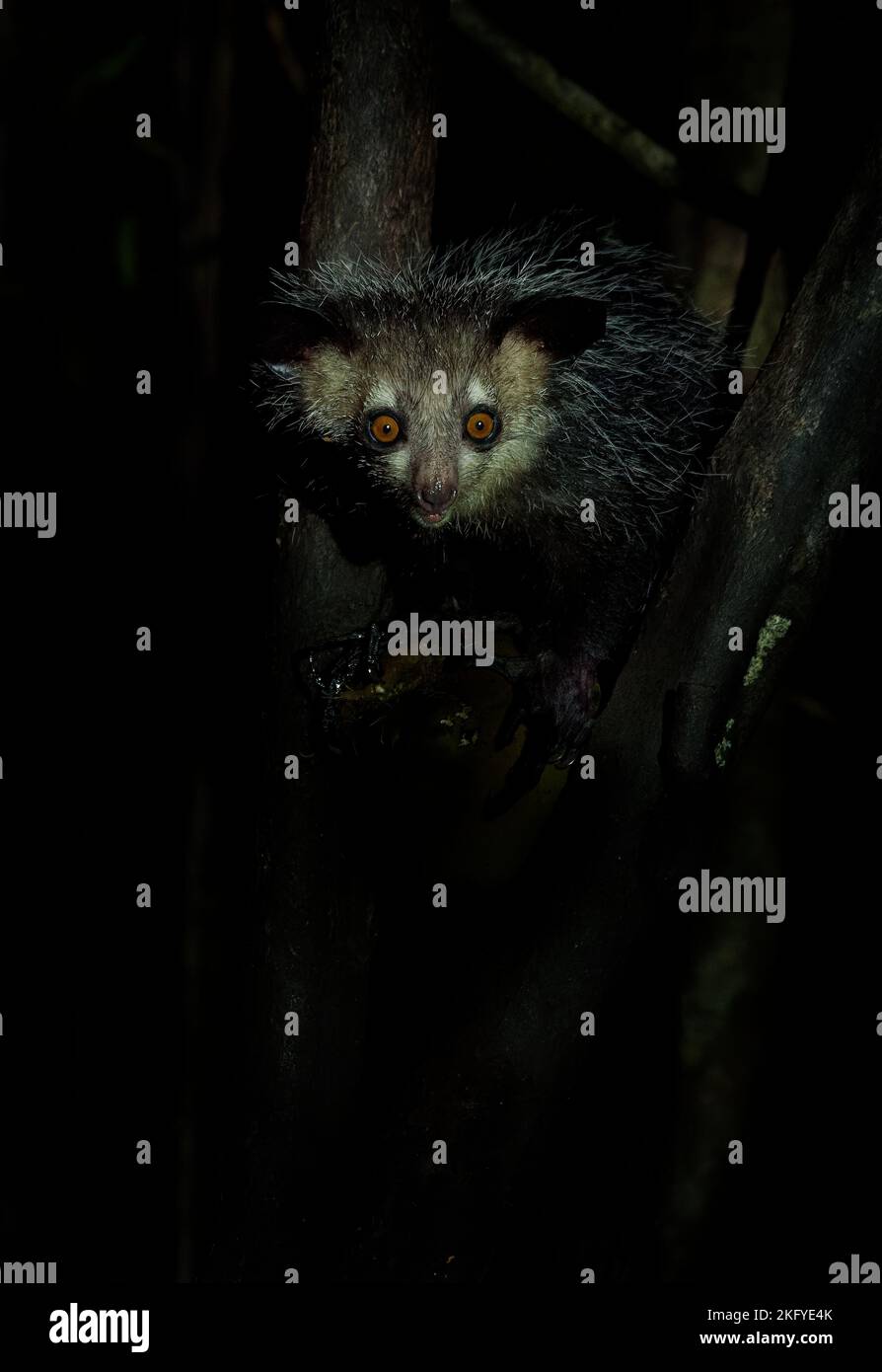 Aye-aye - Daubentonia madagascariensis lémure nocturne à longue doigts, primate de strepsirrhine originaire de Madagascar avec des dents de type rongeur que perpétuel Banque D'Images