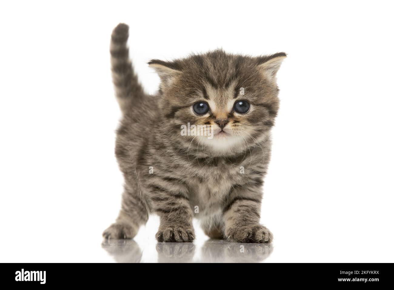 Chaton British Shorthair Banque D'Images