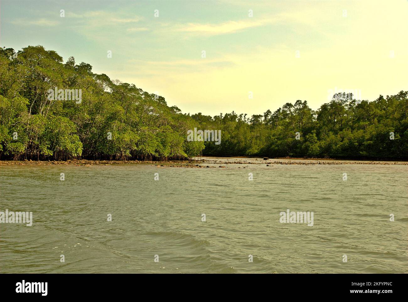 Mangroves sur la zone côtière de l'île Handeuleum, une partie du parc national Ujung Kulon à Pandeglang, Banten, Indonésie. Banque D'Images