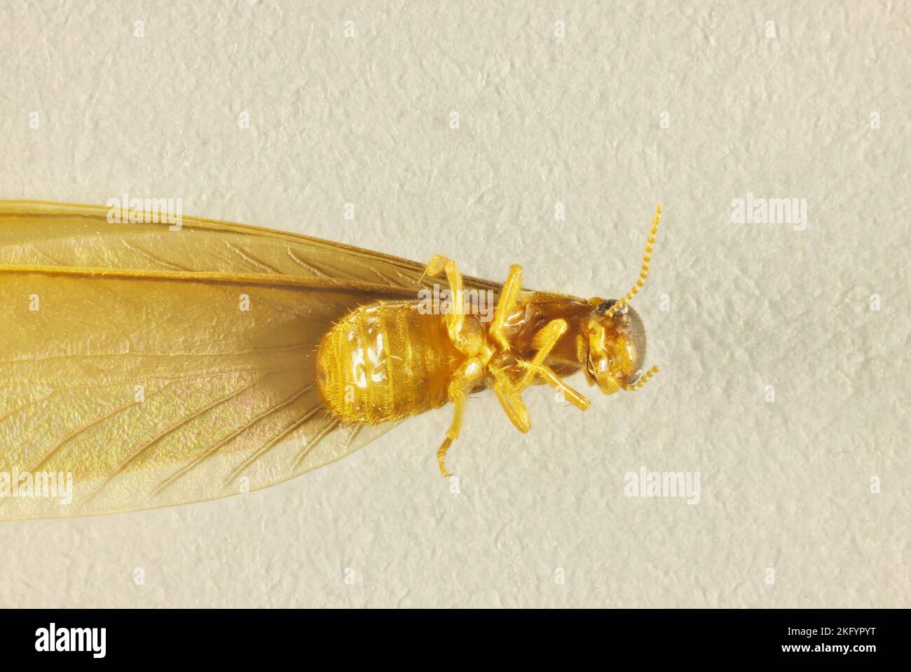 Vue ventrale rapprochée de Nasute Termite (Nasutitermitinae) alate, Australie méridionale Banque D'Images