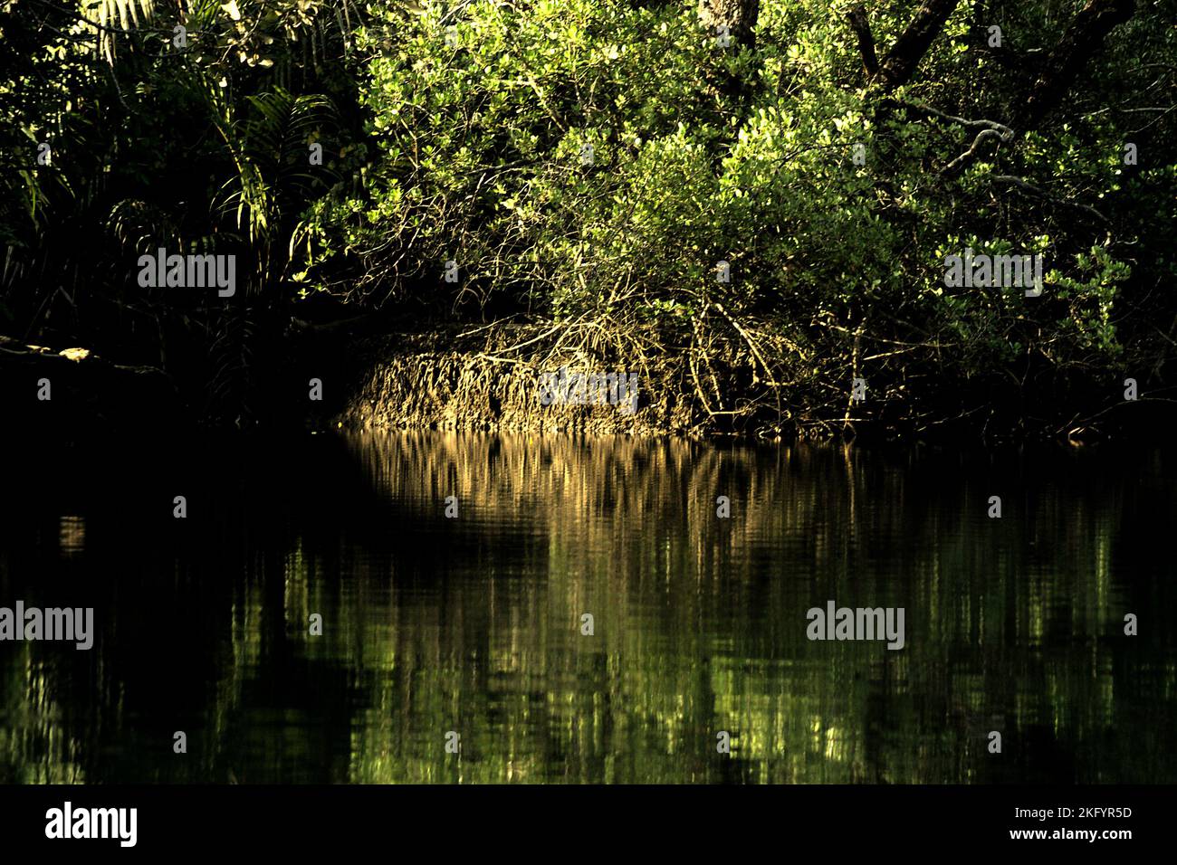 Végétation sur la rive de la rivière Cigenter dans l'île Handeuleum, une partie du parc national Ujung Kulon à Pandeglang, Banten, Indonésie. Banque D'Images