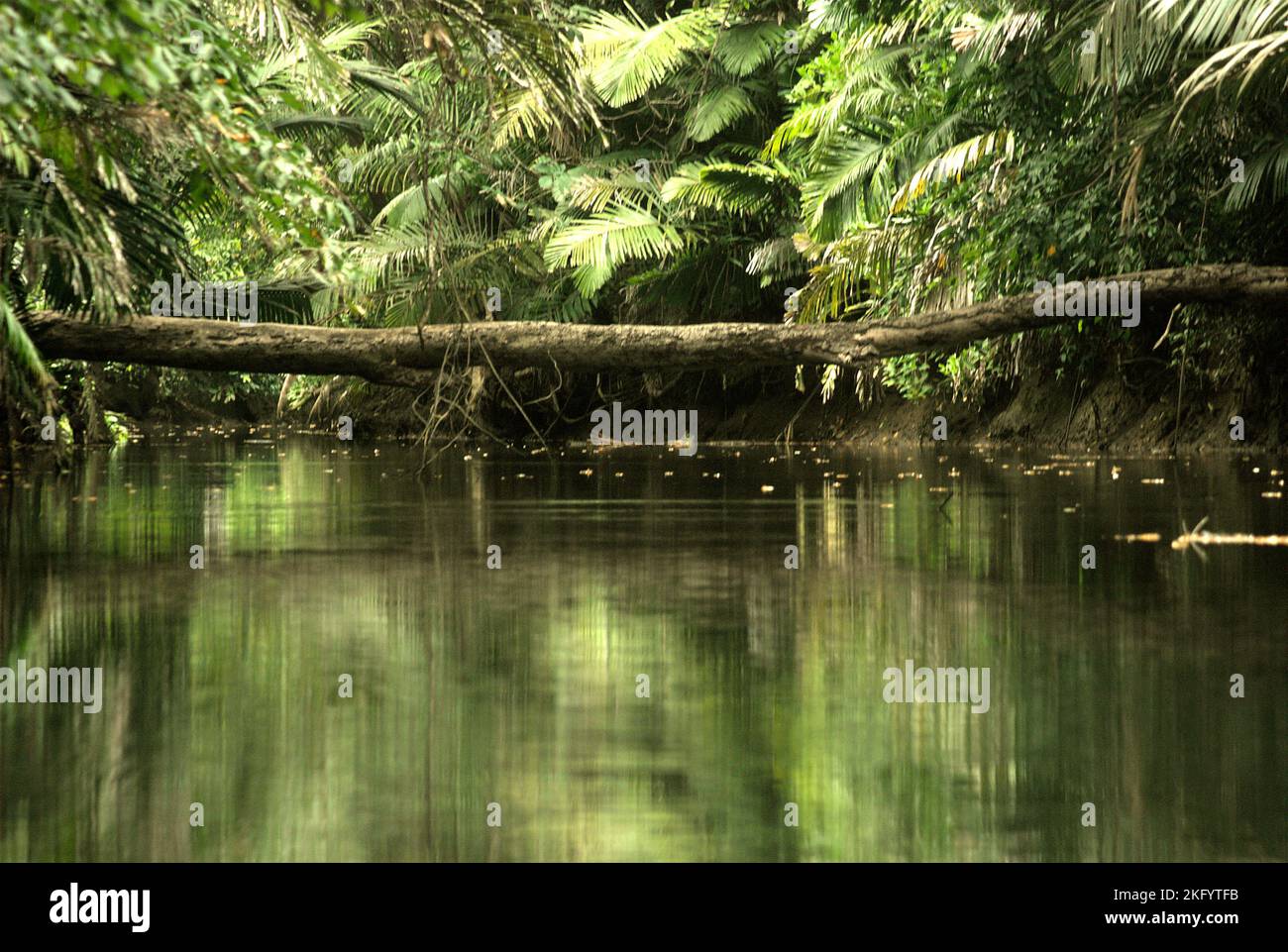 Une bûche d'arbre qui est tombée à travers la rivière Cigenter sur l'île Handeuleum, une partie du parc national d'Ujung Kulon à Pandeglang, Banten, Indonésie. Banque D'Images