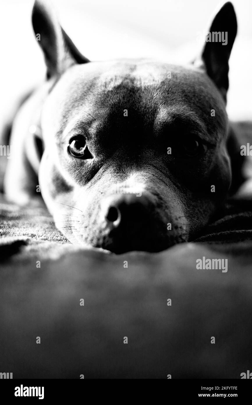 Une image verticale en noir et blanc d'American Pit Bull Terrier regardant directement la caméra Banque D'Images