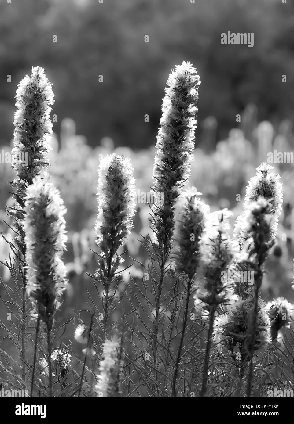 Image verticale en noir et blanc de plumes d'oie peu profondes dans un champ Banque D'Images