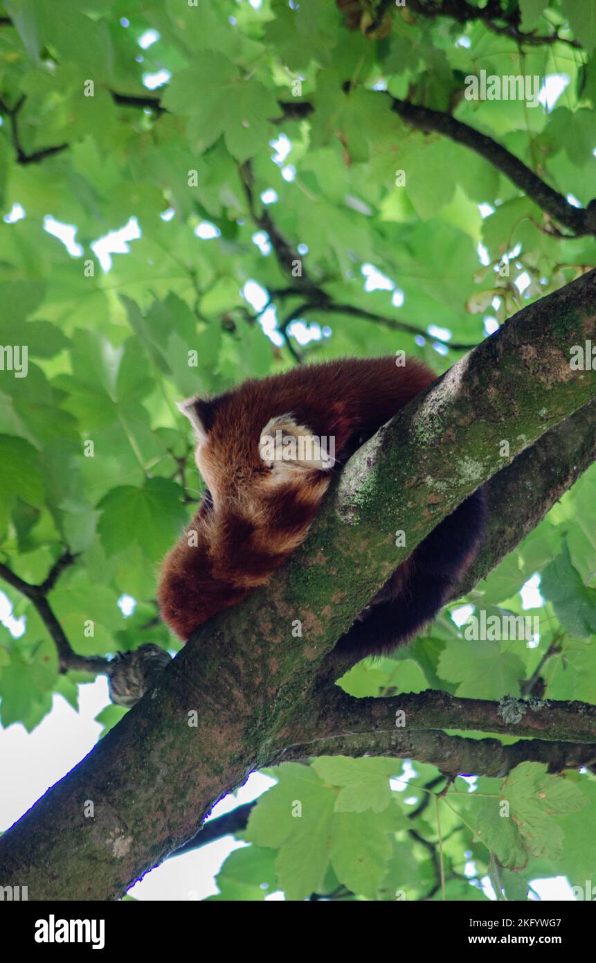 Sleeping Red Panda au parc Paradise Banque D'Images