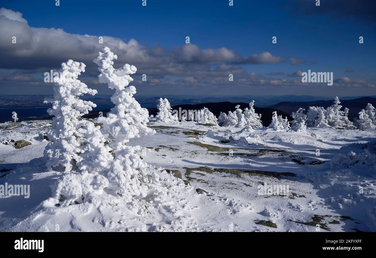 Arbres labourés couverts de glace rime, Baldpate est, Maine Banque D'Images