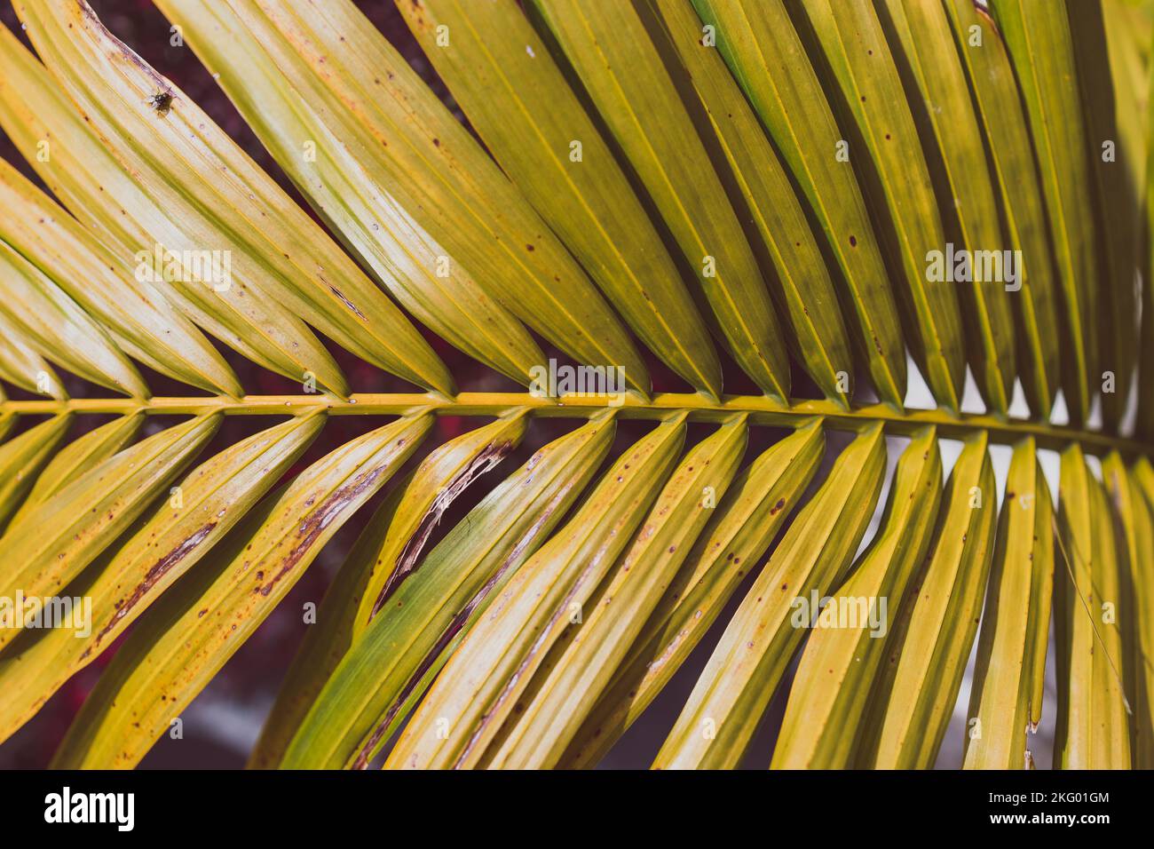 Gros plan de Majesty Palm frond (Ravenea rivularis) sous la lumière du soleil tourné à faible profondeur de champ Banque D'Images