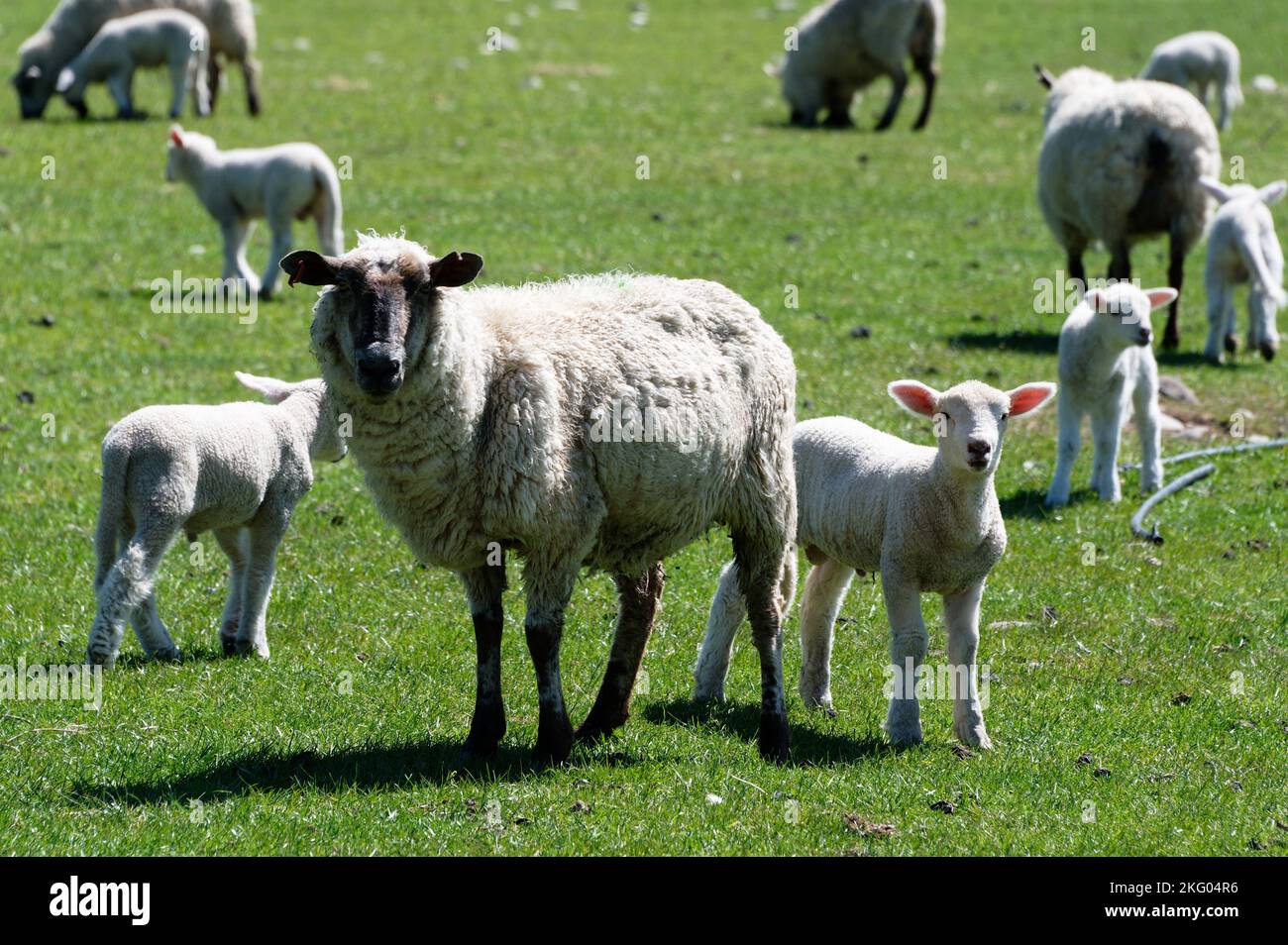 Un mouton noir, peut-être un dorset vers le bas, regarde la caméra. Son agneau est à côté d'elle. Banque D'Images