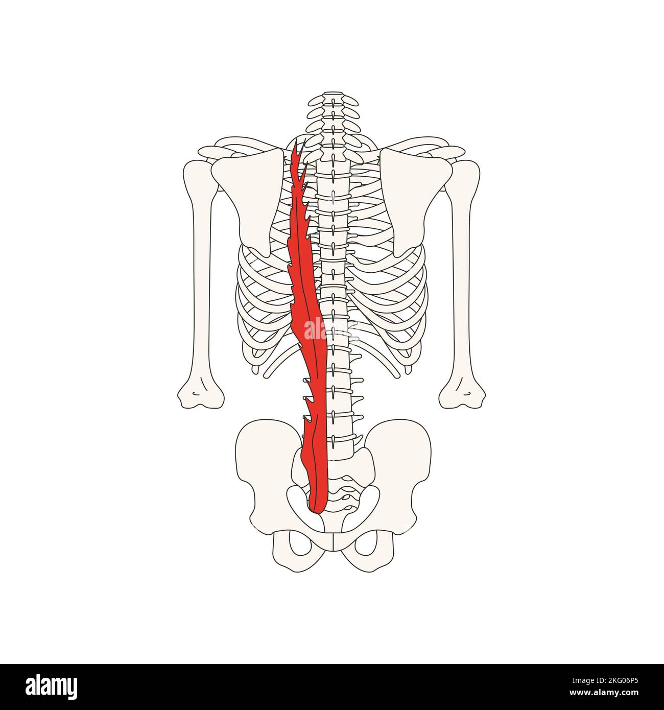 anatomie humaine drawing longissimus muscle du thorax Banque D'Images