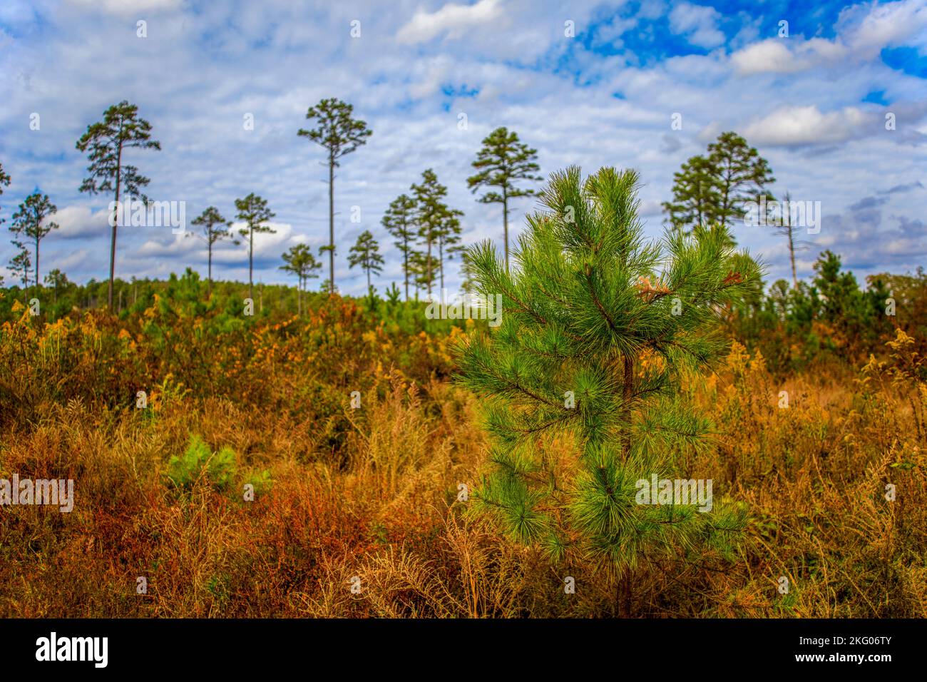 Les petits pins commencent à pousser dans un effort de reboisement dans une région boisée. Près de Dover Lights dans les montagnes Ozark, Arkansas. Banque D'Images