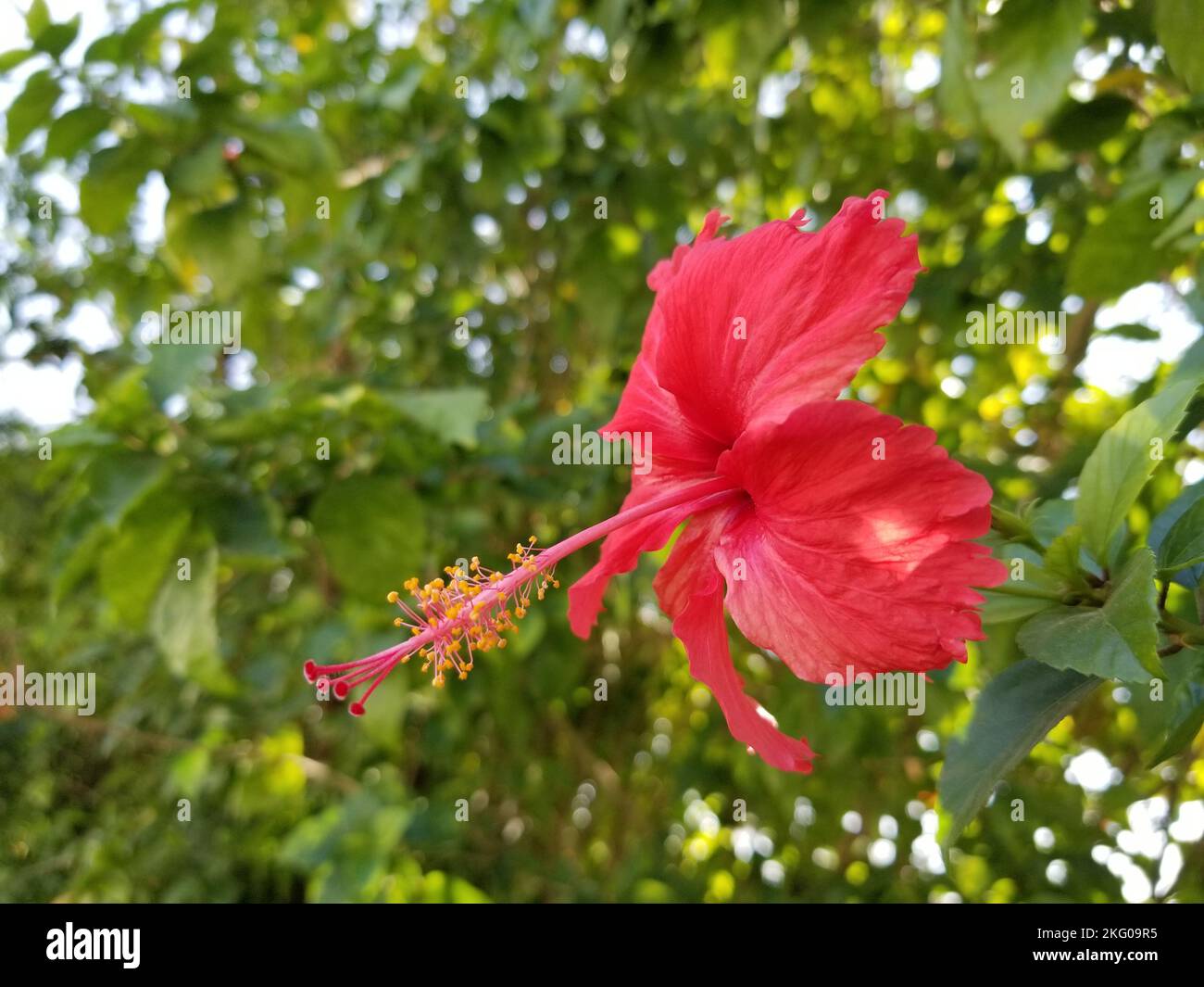 Fleur rouge luscieuse, hibiscus chinois (Hibiscus Rosa-Sinesis), également connue sous le nom d'hibiscus hawaïen, de mérou rose et de plante noire de haut-fond, sur un arrière-grou flou Banque D'Images