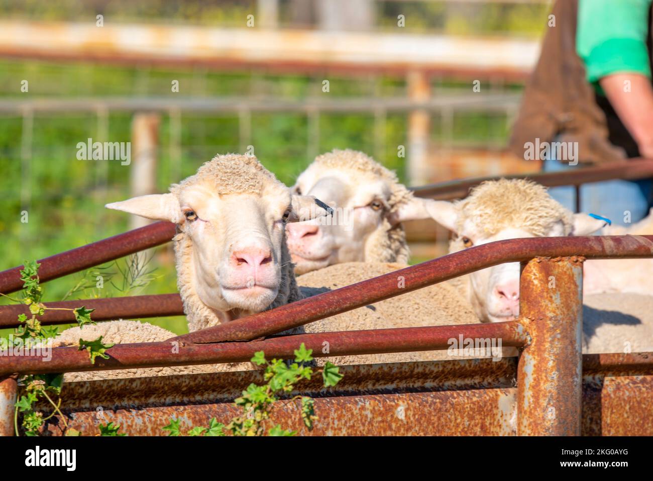 Merino ewe étant déplacé à travers les portes d'une ferme dans le nord-ouest de la Nouvelle-Galles du Sud, en Australie Banque D'Images