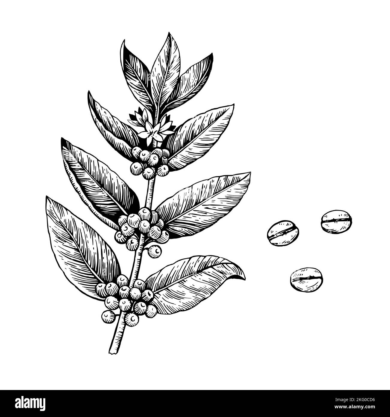 Illustration de branche d'arbre de café en noir et blanc gravure de style rétro isolé sur fond blanc. Dessin vectoriel Illustration de Vecteur