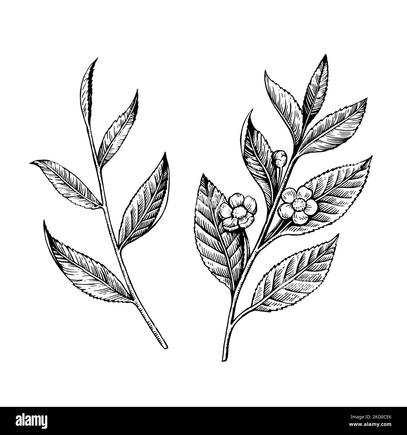 Illustration de branche de thé en noir et blanc gravure style rétro isolé sur fond blanc. Dessin vectoriel Illustration de Vecteur