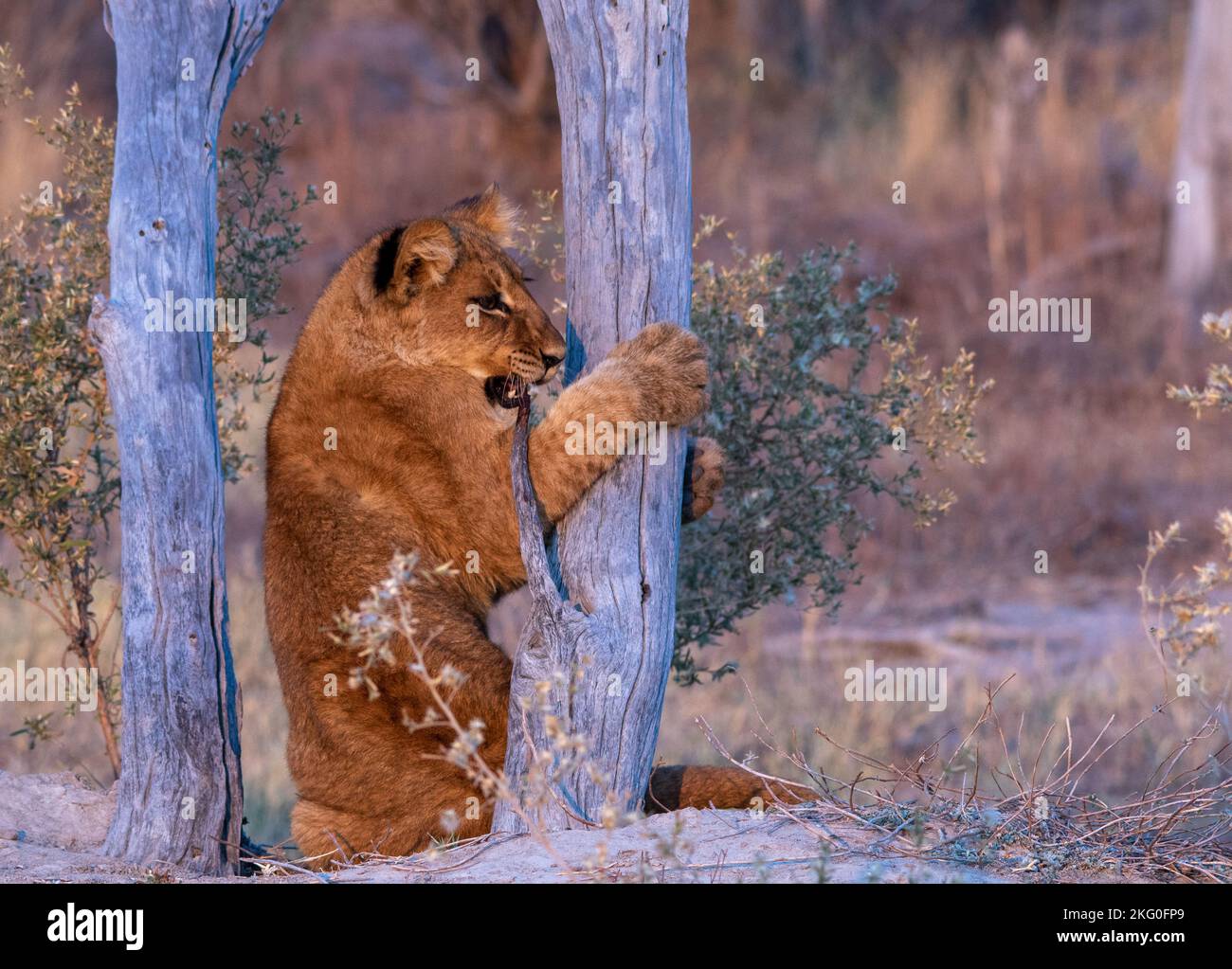 Garde-boue - un jeune lion aiguise les griffes sur un arbre sec Banque D'Images