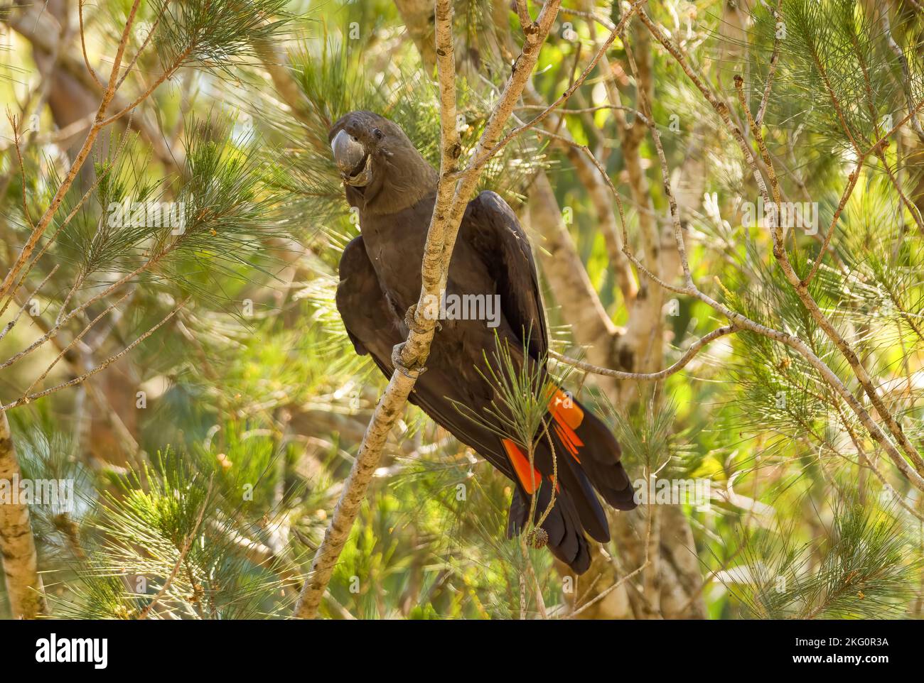 La sous-espèce orientale du cocatoo noir brillant (C. l. lathami) est inscrite comme étant menacée à Victoria, les oiseaux se trouvent dans la forêt ouverte. Banque D'Images
