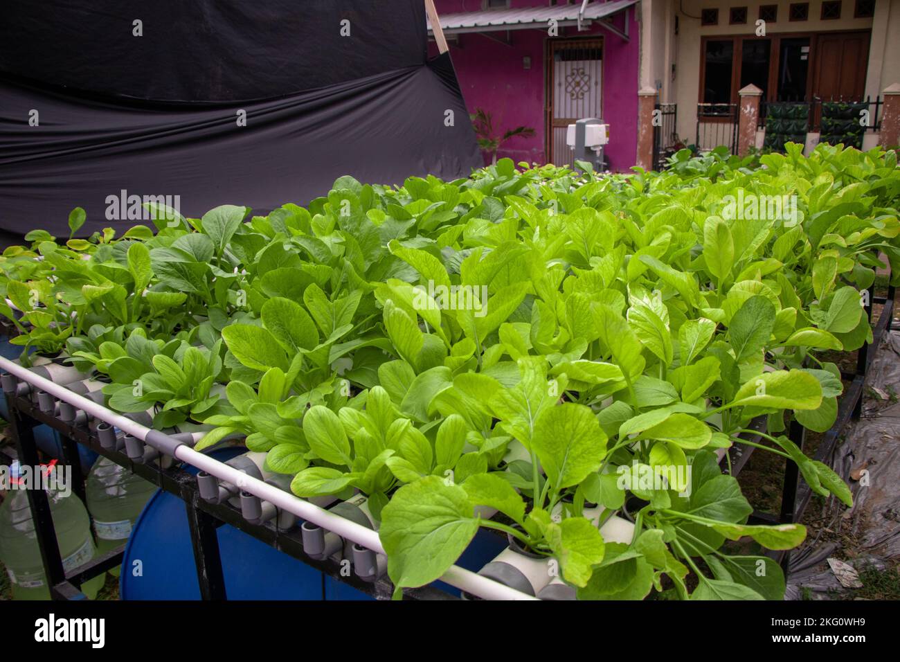 champ de légumes d'épinards frais selon la méthode hydroponique Banque D'Images