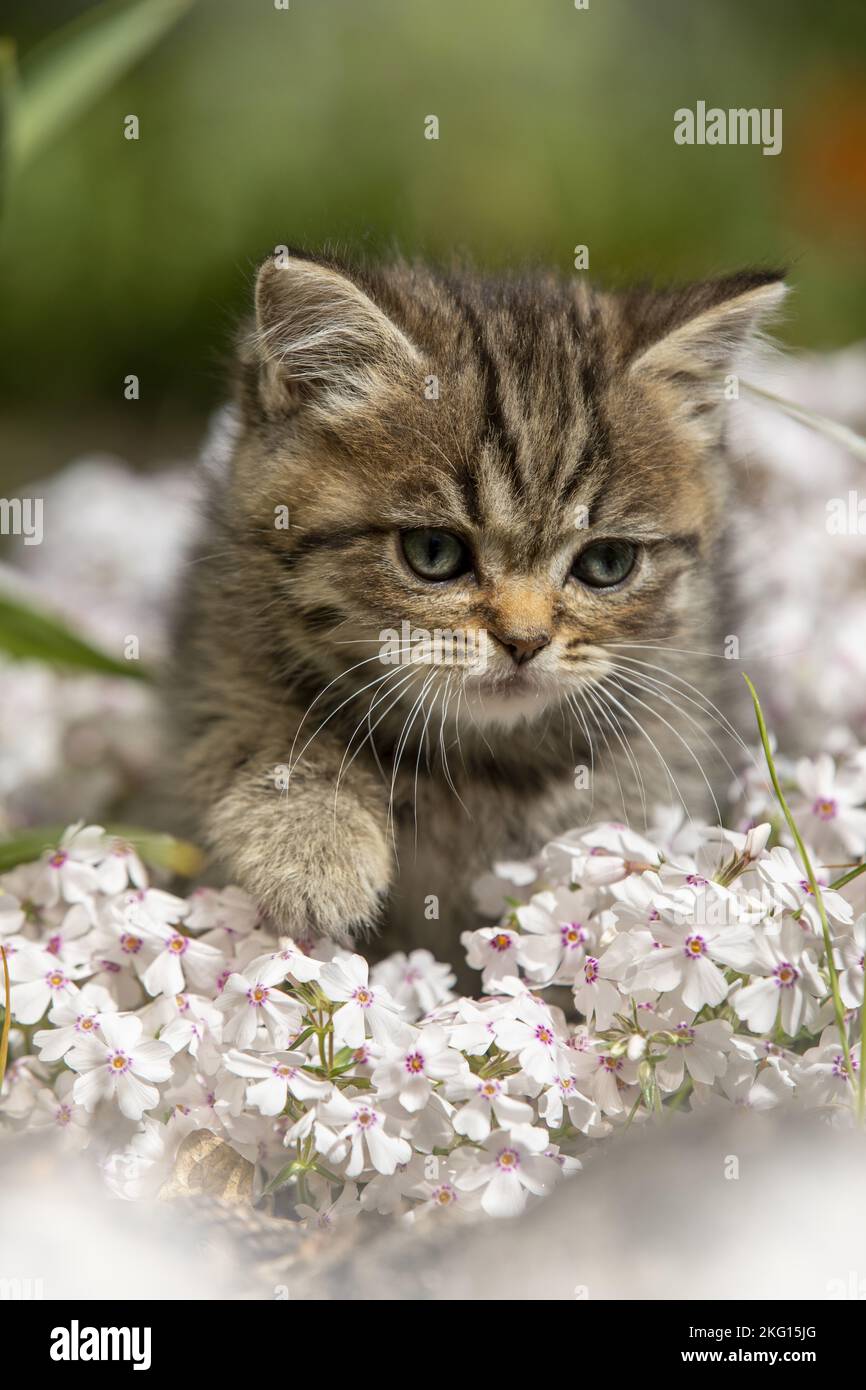 Randonnée pédestre British Shorthair Kitten Banque D'Images