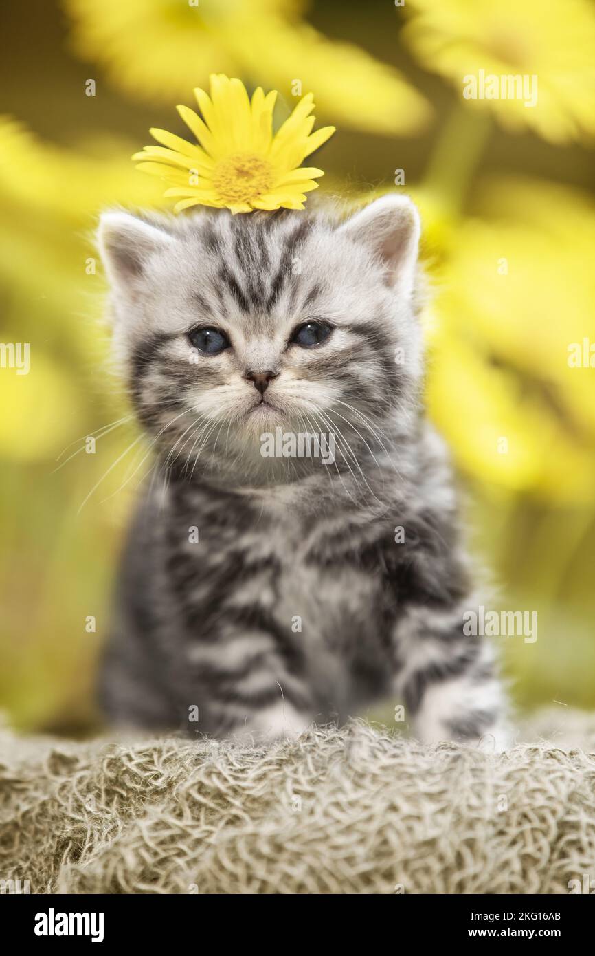 Chaton British Shorthair assis Banque D'Images