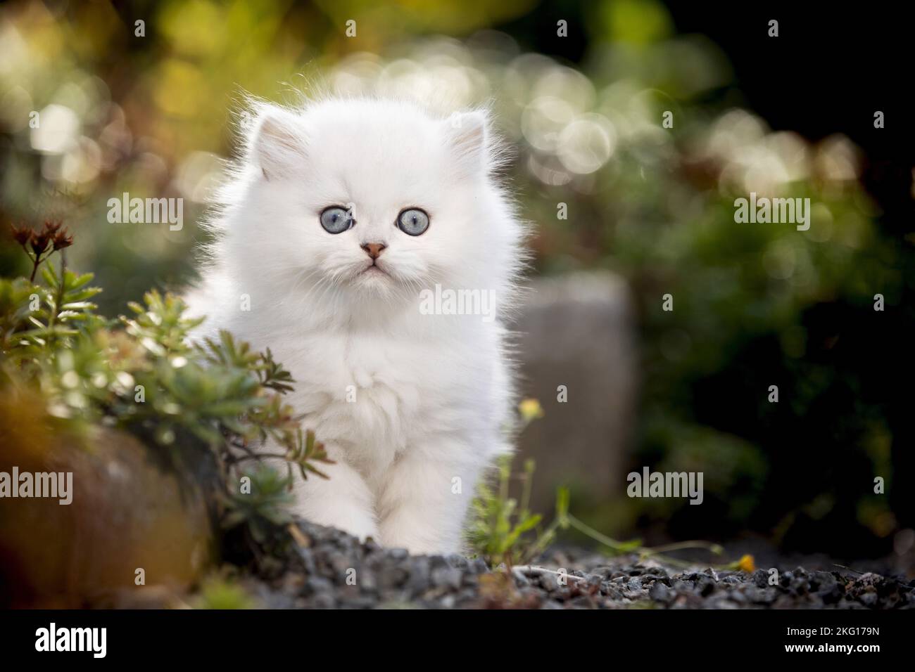British Longhair chaton Banque D'Images