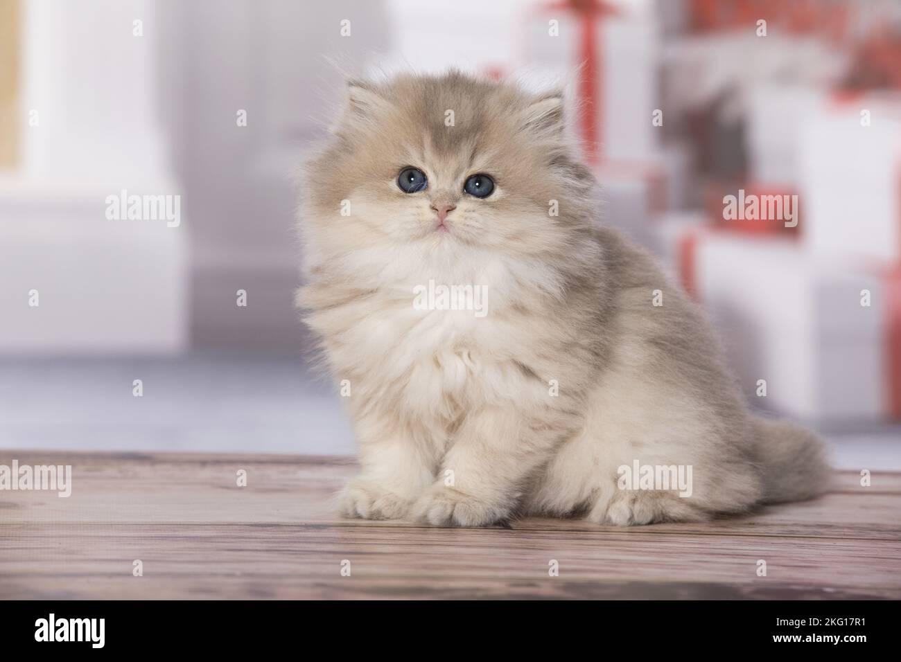 Assis British Longhair Kitten Banque D'Images