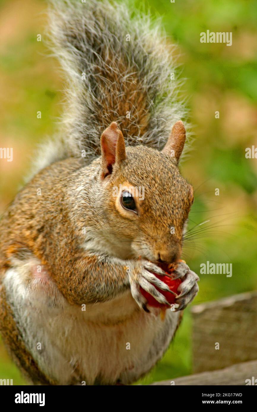 Écureuil mangeant des baies rouges Banque D'Images
