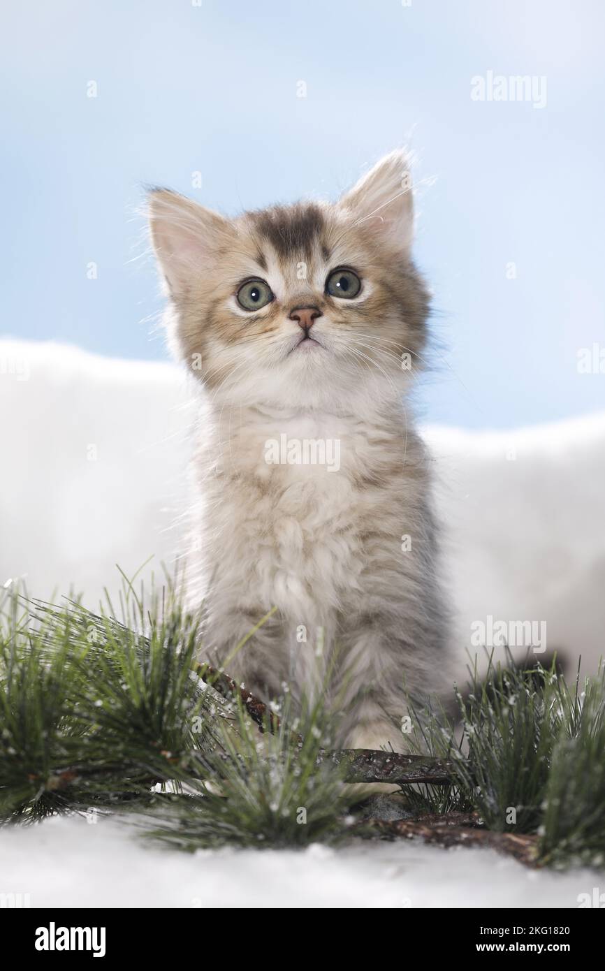 Assis British Longhair Kitten Banque D'Images