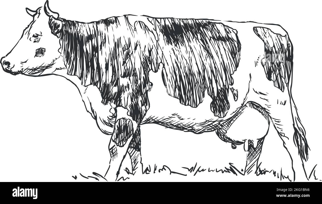 vache - animal de ferme, illustration dessinée à la main Illustration de Vecteur