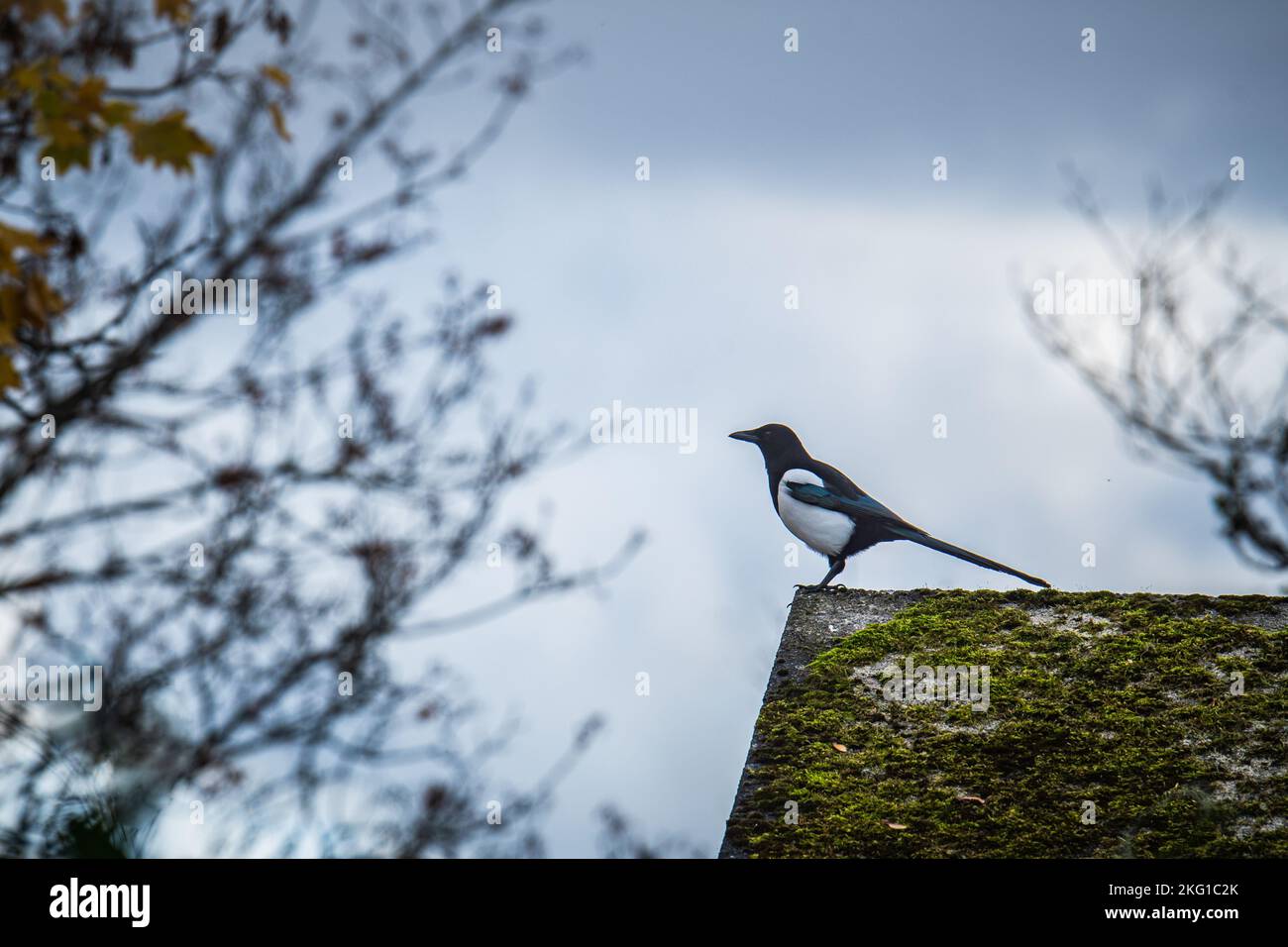 Oiseau de Magpie perçant sur une tombe dans un cimetière Banque D'Images Oiseau de Magpie perçant sur une tombe dans un cimetière Banque D'Images