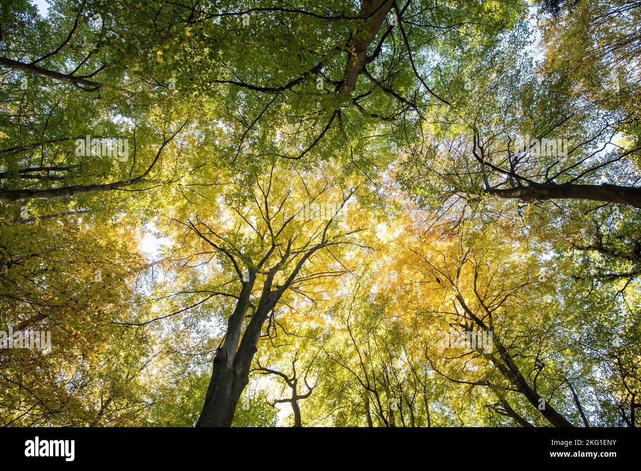 Cimes d'arbres dans une forêt de la montagne de Stenzelberg dans la chaîne de montagnes de Siebengebirge près de Koenigswinter, Rhénanie-du-Nord-Westphalie, Allemagne. Baumkronen im Banque D'Images