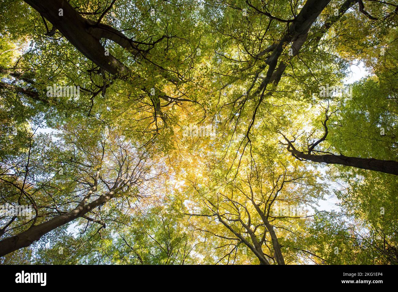 Cimes d'arbres dans une forêt de la montagne de Stenzelberg dans la chaîne de montagnes de Siebengebirge près de Koenigswinter, Rhénanie-du-Nord-Westphalie, Allemagne. Baumkronen im Banque D'Images