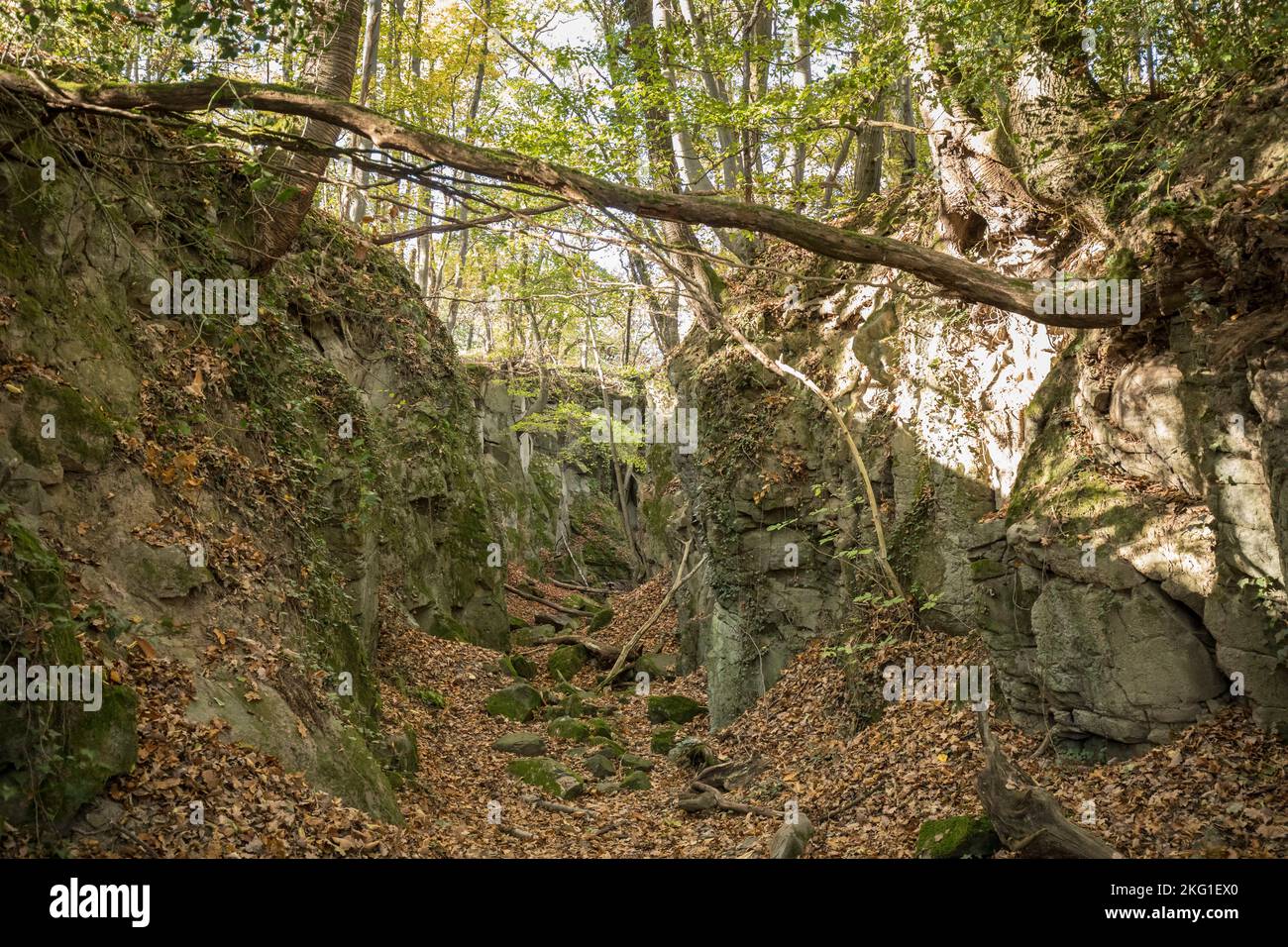 canyon rocheux de la montagne de Stenzelberg dans la chaîne de montagnes de Siebengebirge près de Koenigswinter, la montagne a servi de carrière pour la latite de quartz jusqu'à la Th Banque D'Images