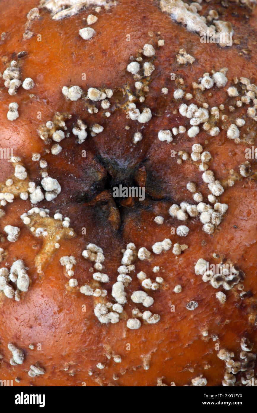 Pourriture, moule ou champignon motif sur la pomme Rotten ou la pomme moldy Banque D'Images