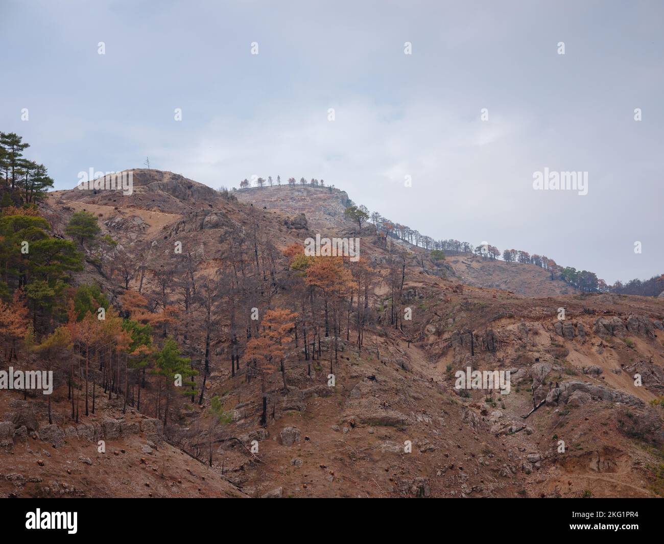 La Turquie lutte contre les incendies de forêt depuis le 28 juillet 2021. Forêts de Manavgat après l'incendie de 2021. Travaux pour enlever les arbres brûlés des montagnes taurus de la région d'Antalya, Turquie après le feu de forêt Banque D'Images