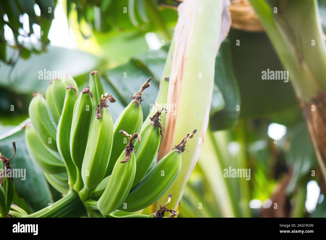 Un gros plan de bananes vertes douces en croissance sur la branche d'arbre entourée de grandes feuilles vertes dans la jungle Banque D'Images