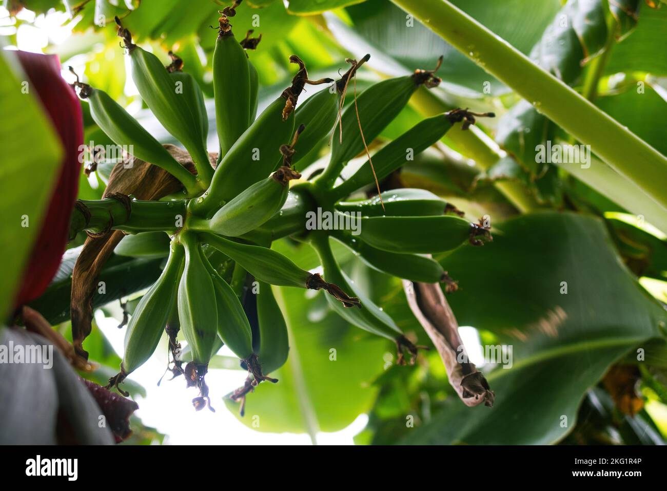 Un gros plan de bananes vertes douces en croissance sur la branche d'arbre entourée de grandes feuilles vertes dans la jungle Banque D'Images